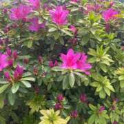 ヒメ日記 2026/04/13 14:17 投稿 【B】星咲るな ウルトラセレブリティ