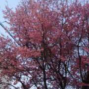 ヒメ日記 2026/03/25 20:48 投稿 みらい エンジェルエステplus