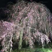 ヒメ日記 2026/03/28 20:08 投稿 みらい エンジェルエステplus