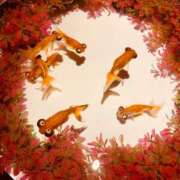 ヒメ日記 2026/04/03 01:38 投稿 みらい エンジェルエステplus