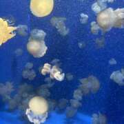 ヒメ日記 2026/04/11 01:48 投稿 みらい エンジェルエステplus