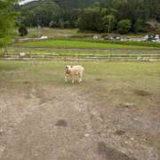 ヒメ日記 2026/05/24 16:16 投稿 あまね ドマーニ