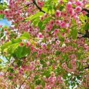 Yuriko 14:30〜 ワンカラット～人妻の輝き～