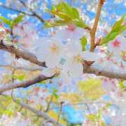 ヒメ日記 2026/04/01 13:01 投稿 ももこ 丸妻 新横浜店