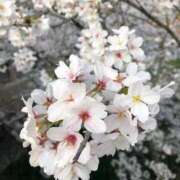 さくら ちょっとした失敗と、優しさに救われました🤍 秘密の親友