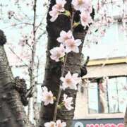 ヒメ日記 2026/03/29 10:07 投稿 さやか あけみ