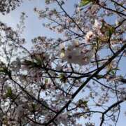ヒメ日記 2026/03/26 14:42 投稿 天女/あまめ クラブ バレンタイン大阪