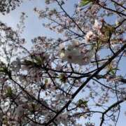 ヒメ日記 2026/03/26 14:49 投稿 天女/あまめ クラブ バレンタイン大阪