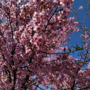 くみこ はじめまして。 池袋で熟女の風俗 マダムいやーん