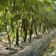 八乃【はちの】 ド緊張💦そわそわしてます♡ ★無料オプション多数★成田若妻即即サークル【日本人専門店】