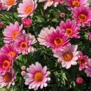 ヒメ日記 2026/03/29 21:21 投稿 ひみこ 熟女の風俗最終章 本厚木店