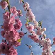 ヒメ日記 2026/04/01 18:16 投稿 ひみこ 熟女の風俗最終章 本厚木店