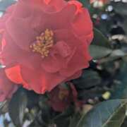 ヒメ日記 2026/04/04 09:31 投稿 ひみこ 熟女の風俗最終章 本厚木店