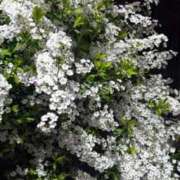 ヒメ日記 2026/04/05 10:11 投稿 ひみこ 熟女の風俗最終章 本厚木店