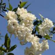 ひみこ お疲れ様でした✨ 熟女の風俗最終章 本厚木店