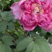 ヒメ日記 2026/04/13 17:41 投稿 ひみこ 熟女の風俗最終章 本厚木店