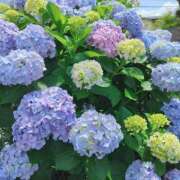 ヒメ日記 2026/06/16 17:41 投稿 ひみこ 熟女の風俗最終章 本厚木店