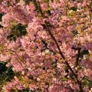 ゆりな 1週間お疲れ様です♡ 東京エステコレクション 新橋・銀座