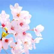 ヒメ日記 2026/04/11 11:30 投稿 いおり Beppin house