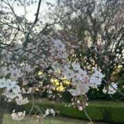 ヒメ日記 2026/04/01 19:23 投稿 (スタン)夢野めぐ/地元出身 風俗イキタイいわき店