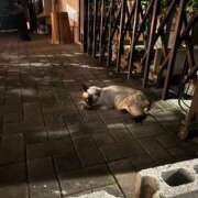 ヒメ日記 2026/08/10 21:56 投稿 るか 錦糸町アロマエステ