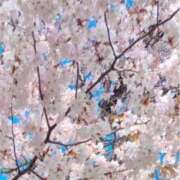 ヒメ日記 2026/04/24 10:48 投稿 神宮寺　りりこ タッチVIP