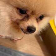 羽風いずみ 🐕🐕🐕🐕 ウルトラプラチナム