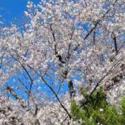 ヒメ日記 2026/04/03 13:13 投稿 さゆり 池袋ぱんぷきん（シンデレラグループ）