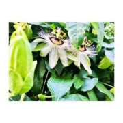 ヒメ日記 2026/04/01 18:18 投稿 椎菜（しいな） 高崎回春性感SPA