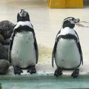 ヒメ日記 2026/03/25 13:30 投稿 みさき ぷるりんクエスト上野浅草鶯谷秋葉原デリヘル王国