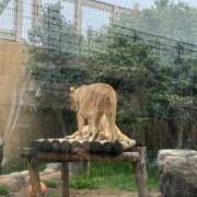 ヒメ日記 2026/04/08 15:19 投稿 愛沢るか ウルトラハピネス