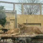 ヒメ日記 2026/04/08 18:09 投稿 愛沢るか ウルトラハピネス