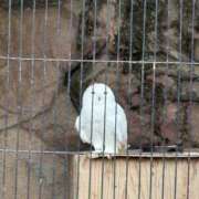 ヒメ日記 2026/04/09 18:10 投稿 愛沢るか ウルトラハピネス