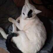 ヒメ日記 2026/03/27 00:20 投稿 しいの ドッチパイモミ 越谷店