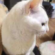 ヒメ日記 2026/03/31 19:30 投稿 しいの ドッチパイモミ 越谷店