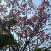 ヒメ日記 2026/03/31 12:39 投稿 りさ 白い巨乳