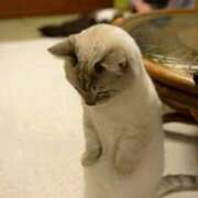 ヒメ日記 2026/04/17 11:02 投稿 かんな 栃木小山ちゃんこ