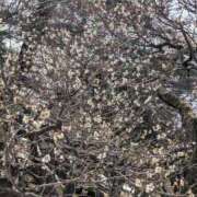 ヒメ日記 2026/04/08 01:53 投稿 なぎさ 見学娘