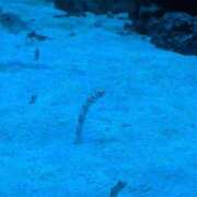 なぎさ 昨日もいちゃいちゃ 見学娘