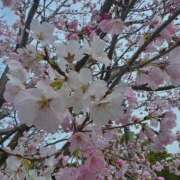 ヒメ日記 2026/03/23 17:32 投稿 南☆ 豊橋豊川ちゃんこ