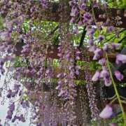 ヒメ日記 2026/04/02 16:12 投稿 南☆ 豊橋豊川ちゃんこ