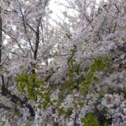 ヒメ日記 2026/04/11 08:05 投稿 ななこ 奥鉄オクテツ大阪