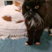 ヒメ日記 2026/04/03 00:13 投稿 あさくら 厚木人妻城