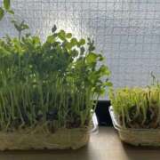 佐久良 出勤します♪ ミセスハンドセラピー