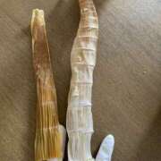 ヒメ日記 2026/04/17 10:03 投稿 佐久良 ミセスハンドセラピー