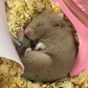 ヒメ日記 2026/04/08 11:41 投稿 ねおん『新人割SWEET対応』 今ドキ マットMAX