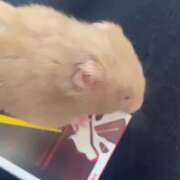 ヒメ日記 2026/04/15 23:52 投稿 ねおん『新人割SWEET対応』 今ドキ マットMAX