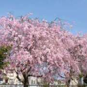 ヒメ日記 2026/03/25 18:21 投稿 桐生 熟女の風俗最終章 新横浜店