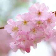 ヒメ日記 2026/03/27 12:36 投稿 桐生 熟女の風俗最終章 新横浜店