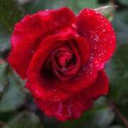 桐生 初日無事に終わりました 熟女の風俗最終章 新横浜店